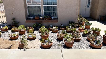 Succulents pot $20-$30 each or 40 for $600