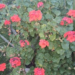 Orange GERANIUM Plant