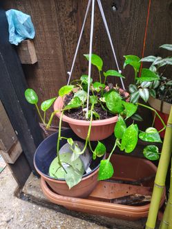 Live  Plants