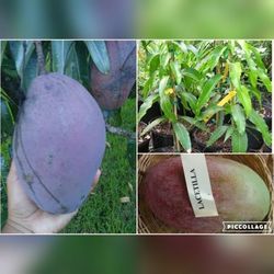 Lancetilla 5lb Mango Grafted Dwarf Trees 3gal  Arboles De Mango Lancetilla Injertados 3gal 