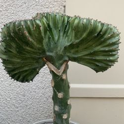 Coral Cactus Plant
