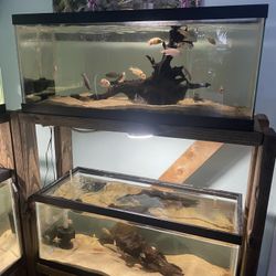 2 Fish Tanks 20g