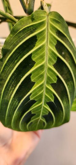 Maranta Prayer Plant Live