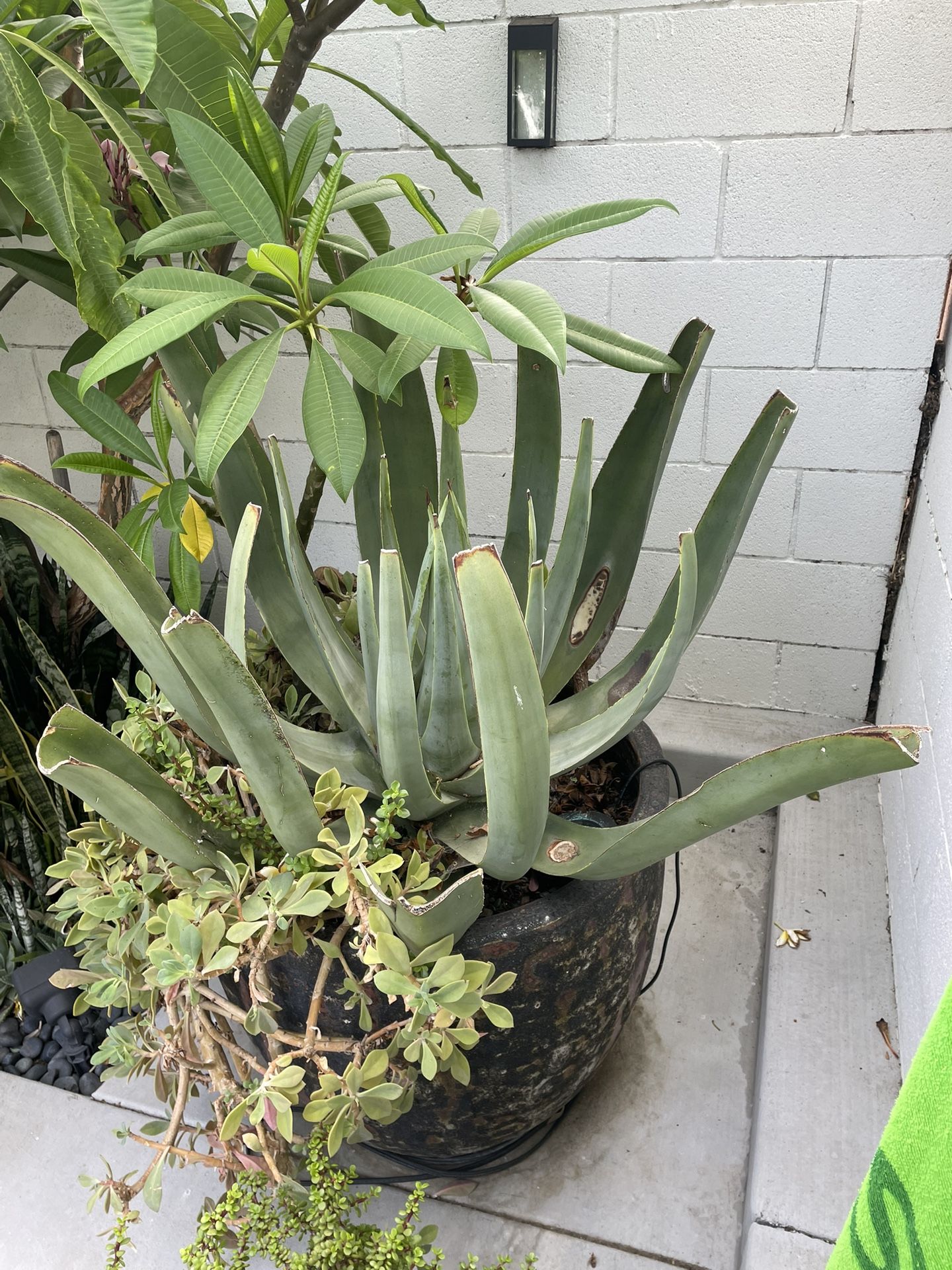 Blue Agave Large Must Be Removed From My Pot
