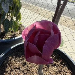 Magnolia “black Tulip”