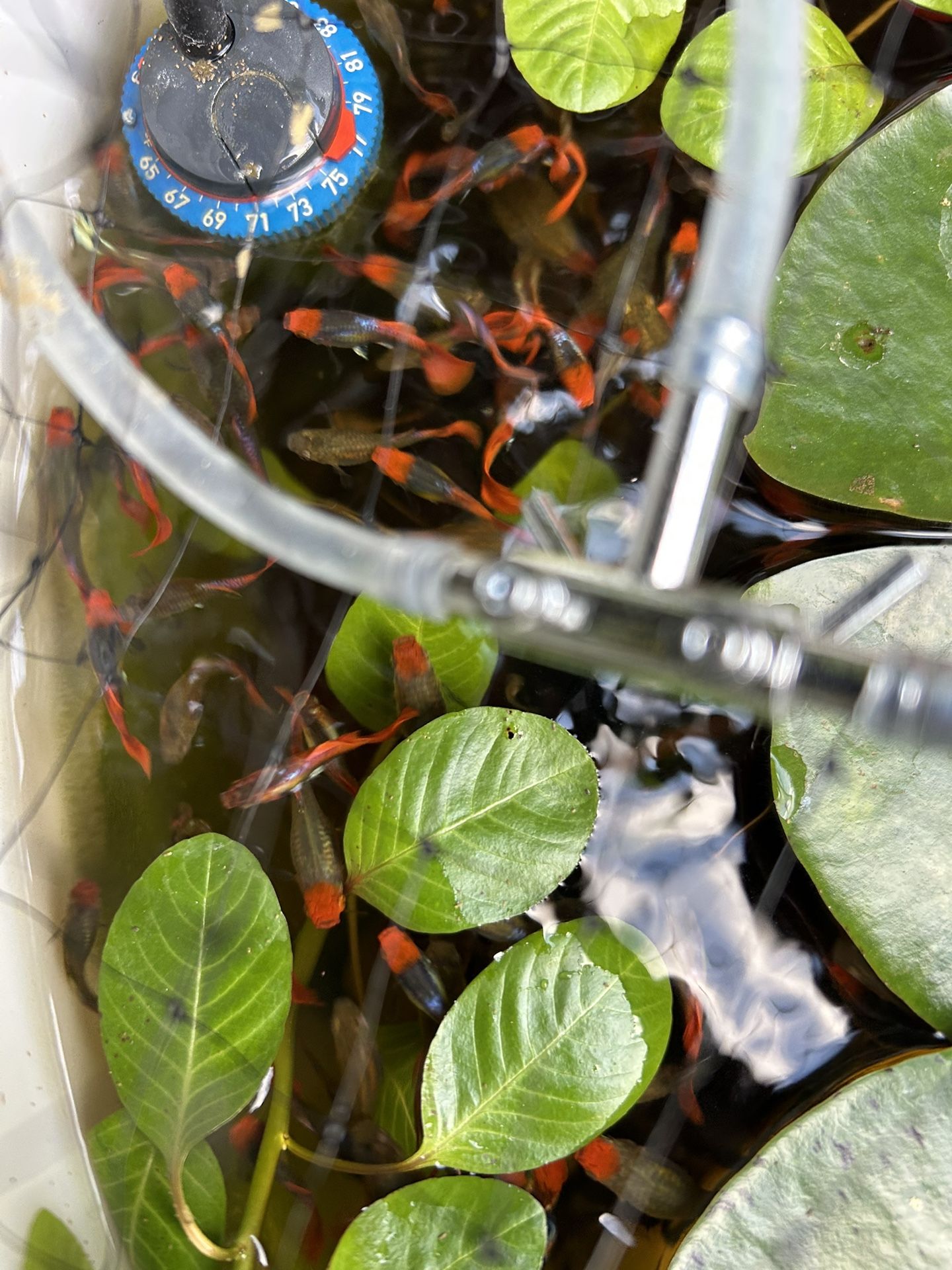 Aquatic Plants. Koi Guppies