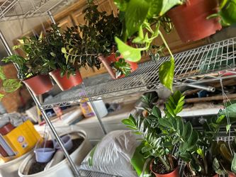 Indoor places $15 each