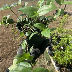 Tradescantia / Wandering Willie Plant 