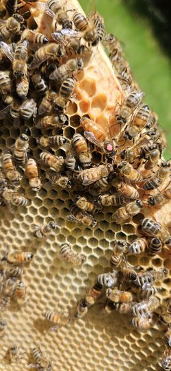 Honey Bee Queen And Bees