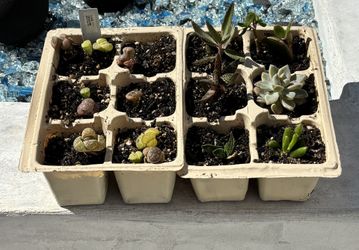 Succulent Starter Lot - Tiny Lithops Living Stones + Aloe Mix - 2 Trays 