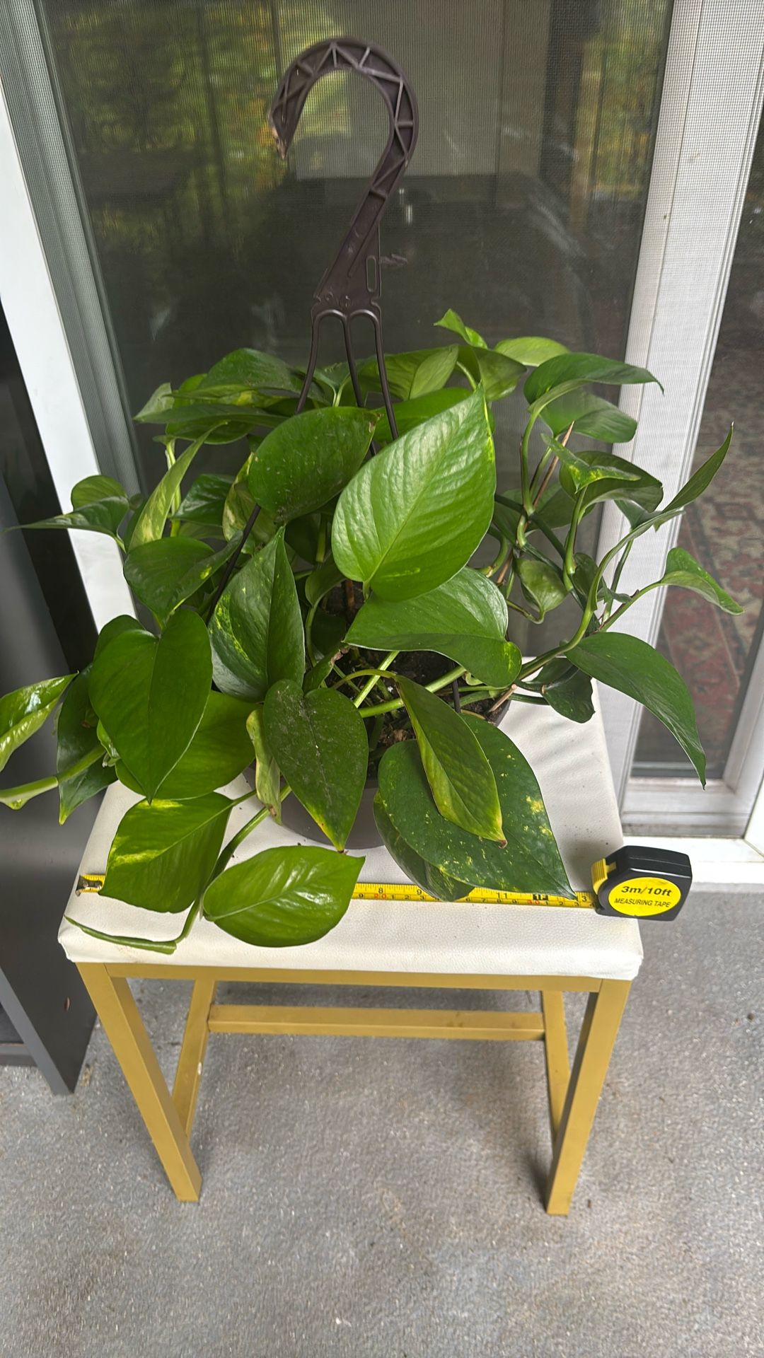 Pothos Plant 