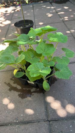 Squash