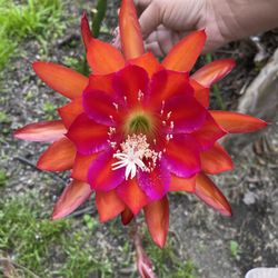 6” epiphyllum orchid