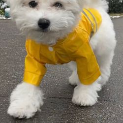  Pup Reflector Raincoats