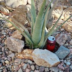 Aloe Vera Plant