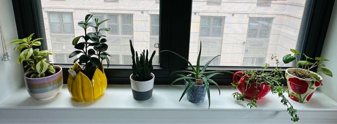 Collection of Six Potted Indoor Plants