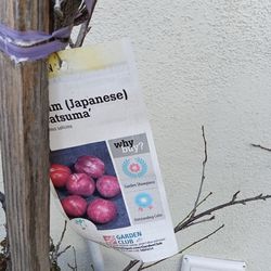 Plum tree Japanese (Satsuma) - Sweet , bearing plums for 2 years