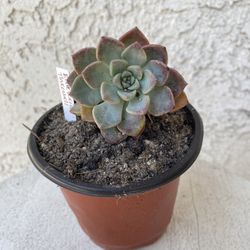 4 Inch Pot Succulent Plant - Rare Echeveria Tinkerbell - Rooted & Stablished - Beautiful Color 🪴- Drought Resistant 