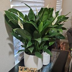 6" Peace Lilly  Ceramic 