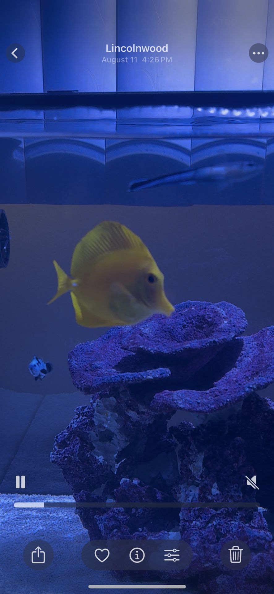 Yellow Tang For Sale
