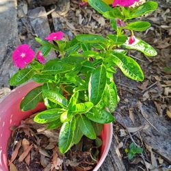 Vinca Plant