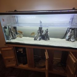 100 Gallon Fish Tank 