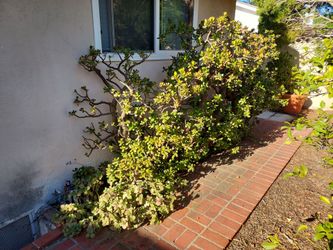 Free Jade Plants