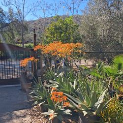Aloe Striata- Coral  Aloe(common name )15 gal