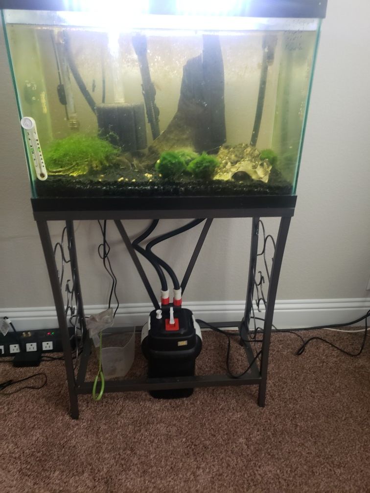 20 gal fish tank with fluval filter