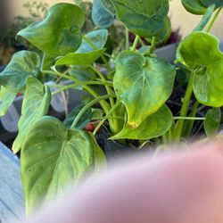 Ever Green From Puerto Vallarta In A Gallon