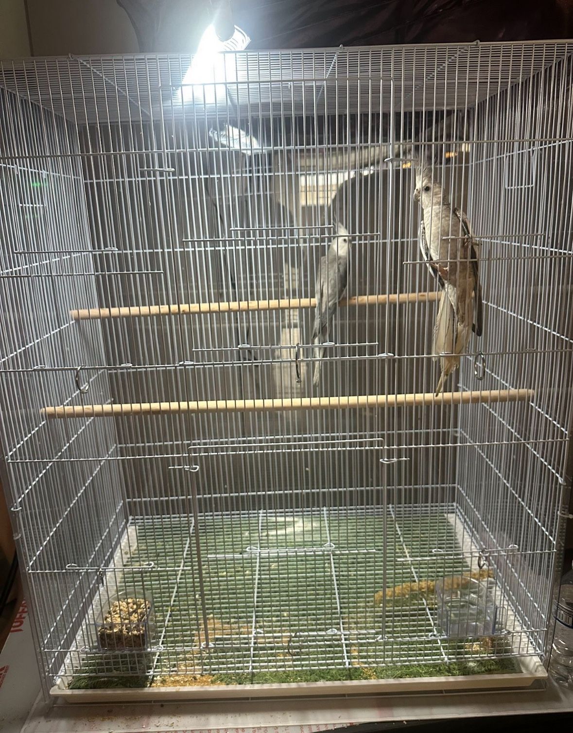 Bird Cage