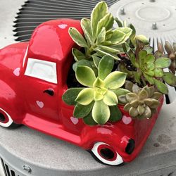 Valentines Succulent Planter