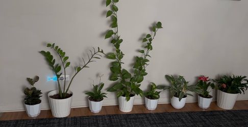 House flowers