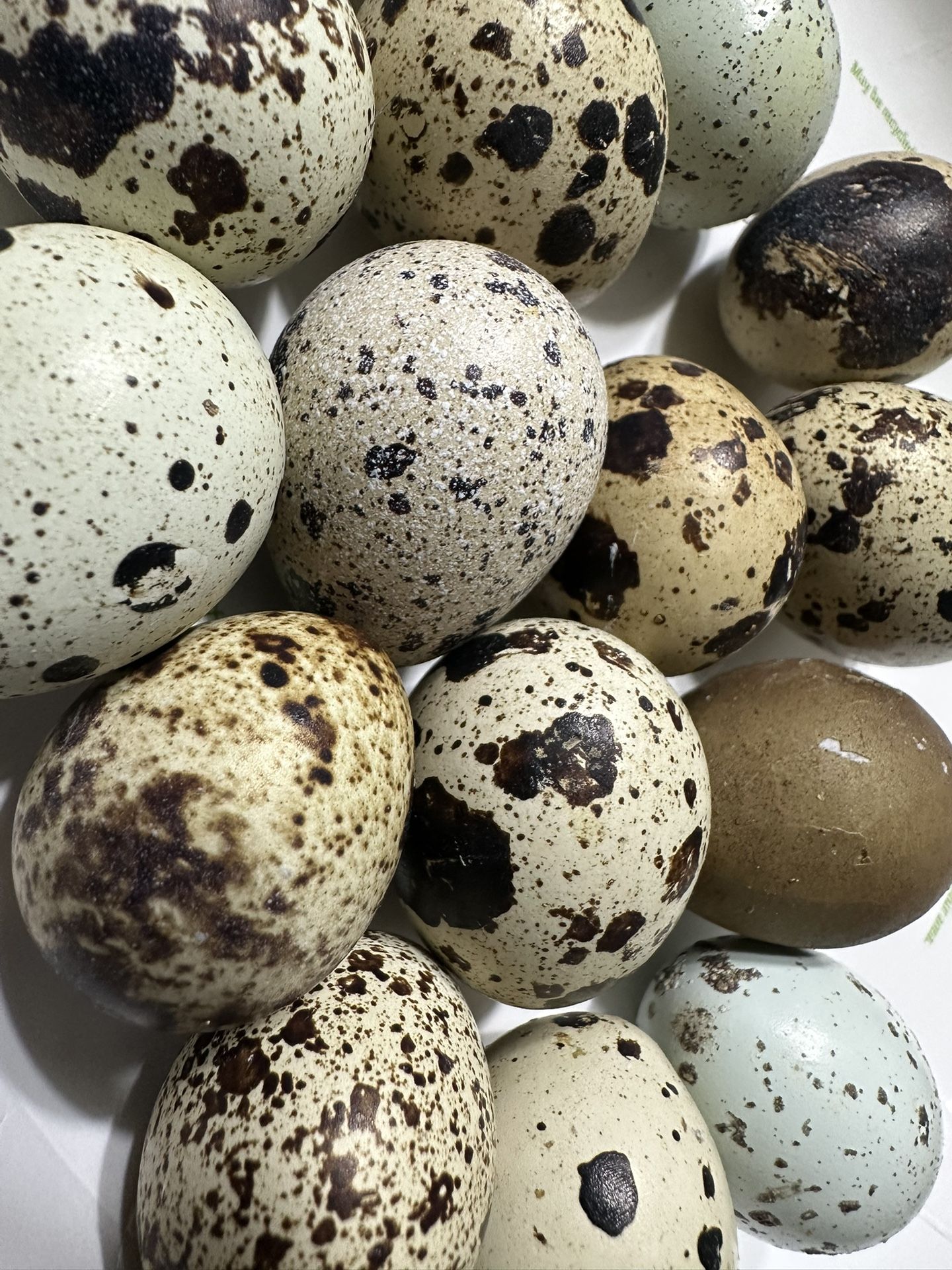 Quail Eggs