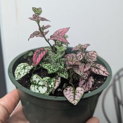 Live Polka Dotted Plants .....Plantitas De Colores 