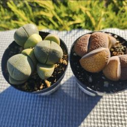 SUCCULENTS AND LITHOPS SALE THIS SUNDAY IN SAN LORENZO