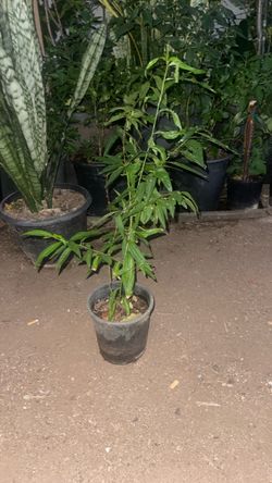 Planta de durazno dulce Peach plant