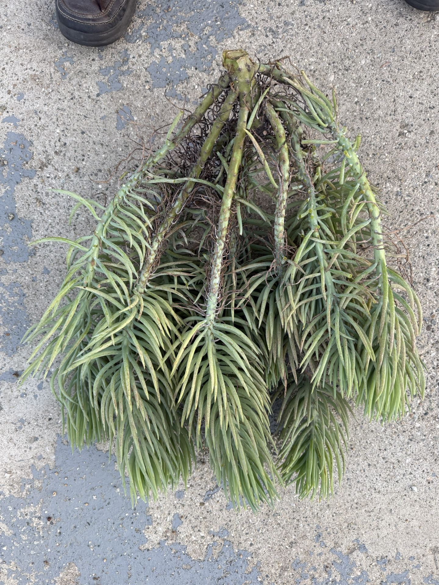 Large Green Chalk Sticks (Senecio Serpens)