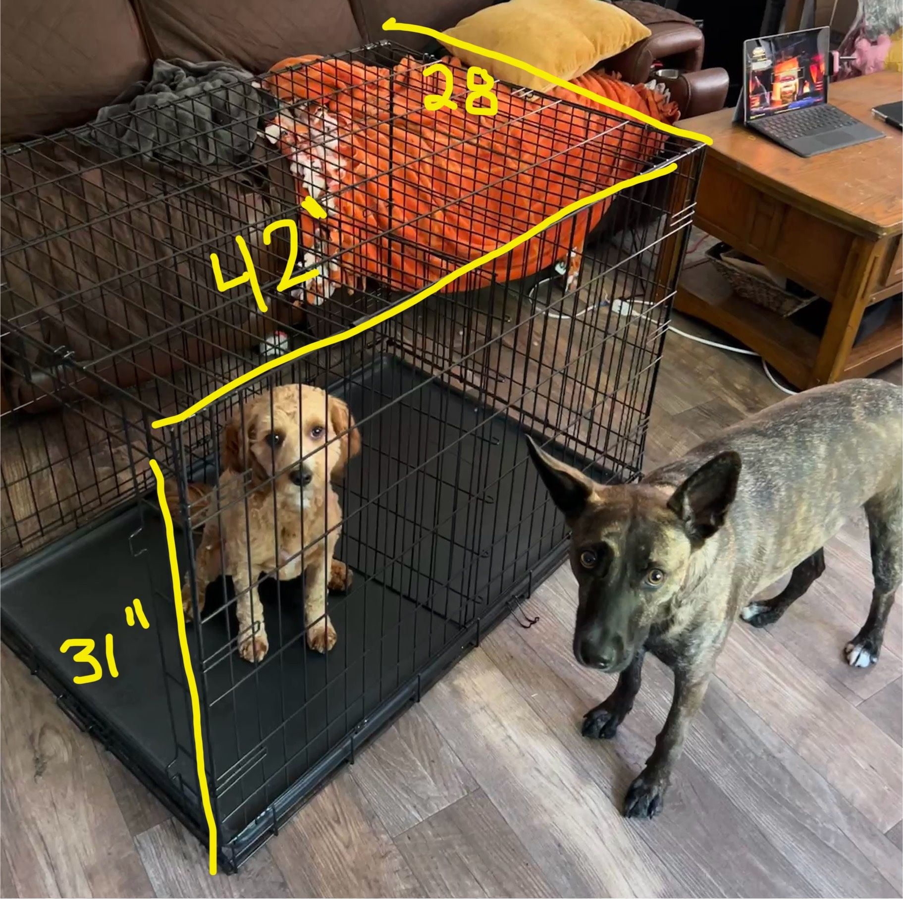 XL Dog Kennel