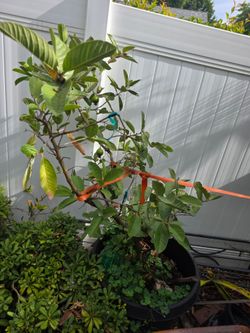 Taiwanese Pearl Guava Tree in a 25 gallon container