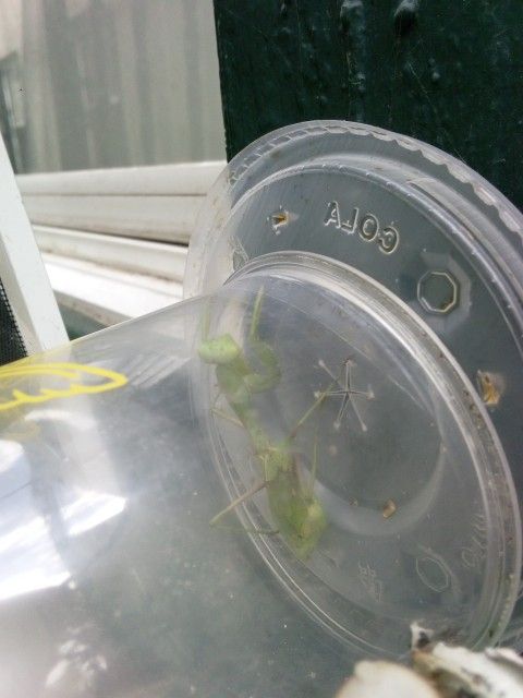 Exotic Praying Mantis