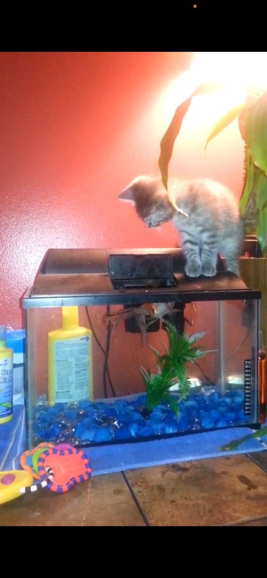 2 Fish Tanks