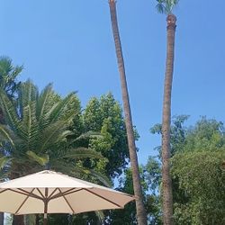 Palm Tree  - Limpio Palmas Estimado Gratis 