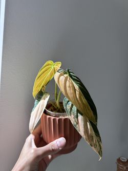 Variegated Philodendron Orange Melanochrysum