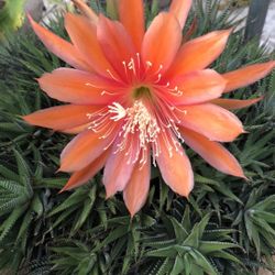 Epiphyllum Cactus (Hino)
