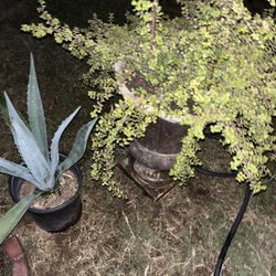 A Whole Lot Of Many Plants Available For Sale