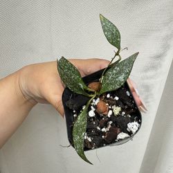 Hoya Parviflora - 3.5” Pot