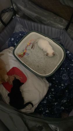 Baby kittens