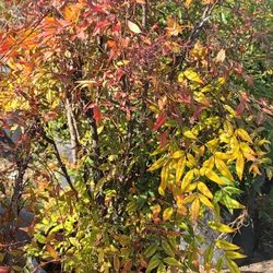 Nandina Bamboo 