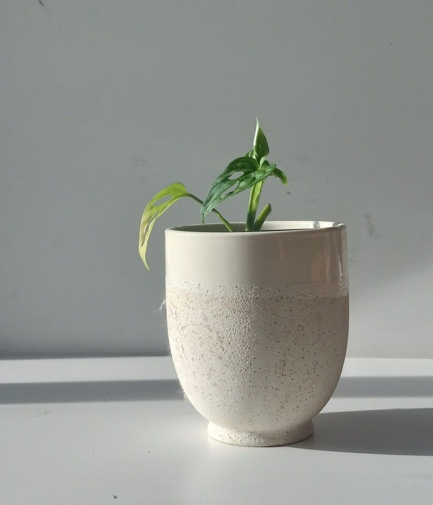 Monstera Adansonii Wide Leaf Plant/ Swiss Cheese Monstera Plant/ House Plant/ Indoor Plant